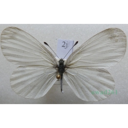 Leptidea reali Reissinger, 1989 female Wietek Reala Czech2j